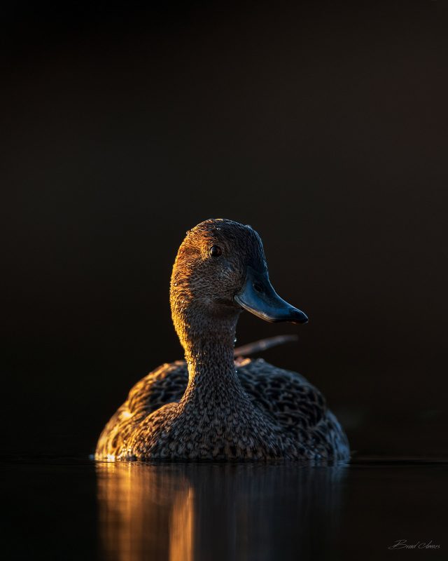 Using light in bird photography tips