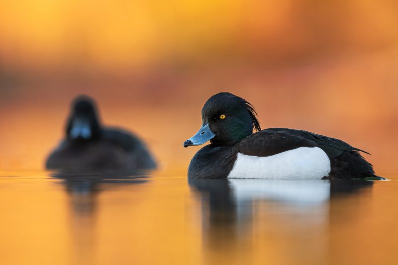 tufted ducks photography tips