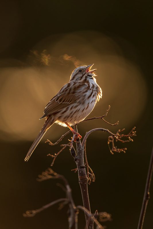 how to photograph birds with the best lighting