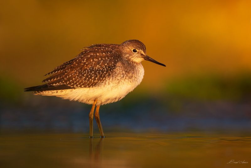 how to use light in bird photography