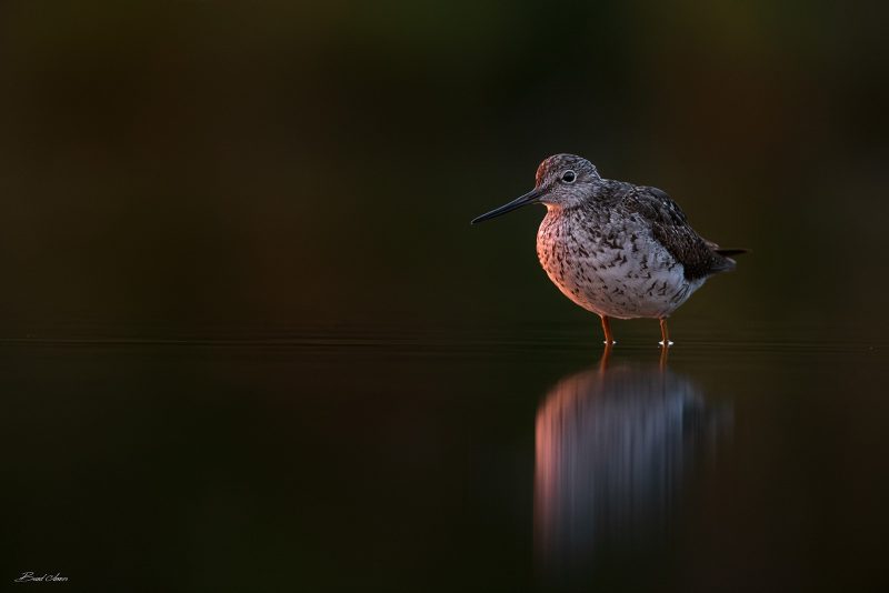 how to photograph birds in low light conditions