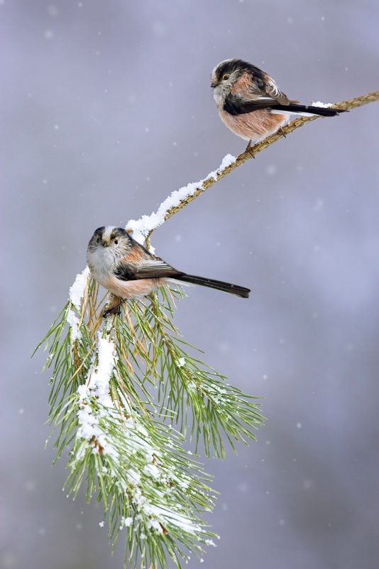 photographing birds in snow