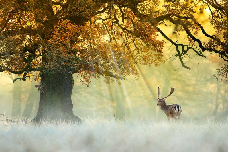 how to photograph deer in early morning frost