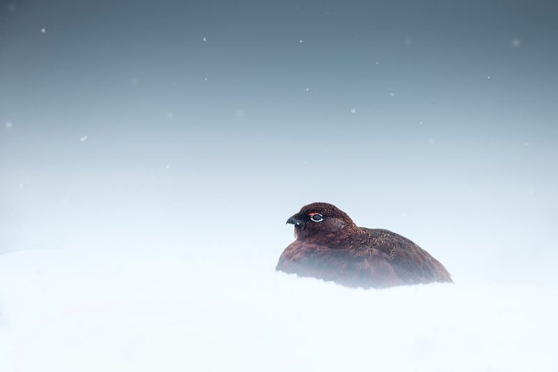 how to photograph wildlife in snow