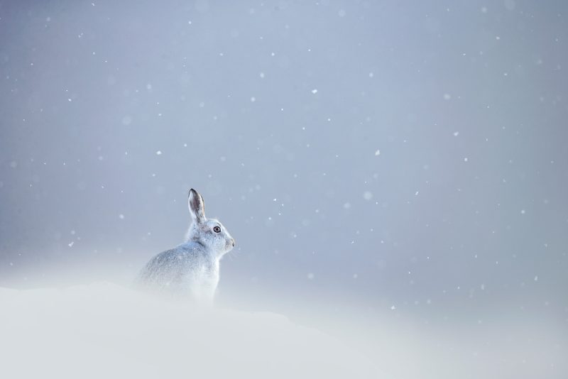 mountain hare photography in the snow