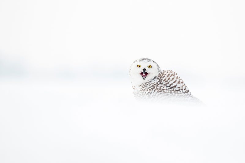 high-key photography tips owl in snow