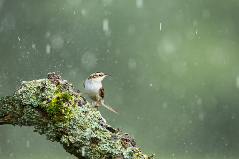 How to photograph bird in rain