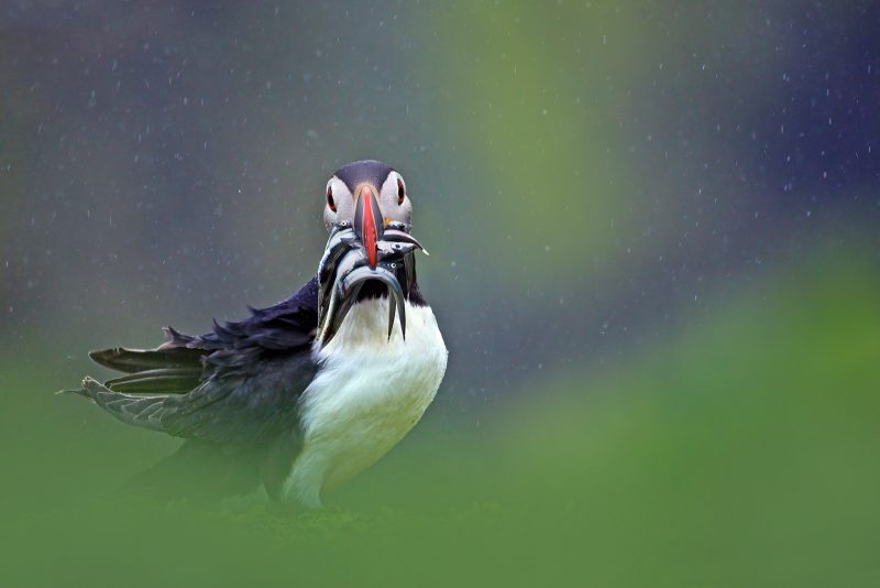 Puffin with fish in rain photograph