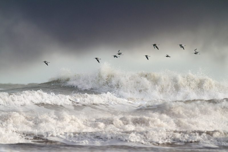 how to photograph birds in flight over stormy sea