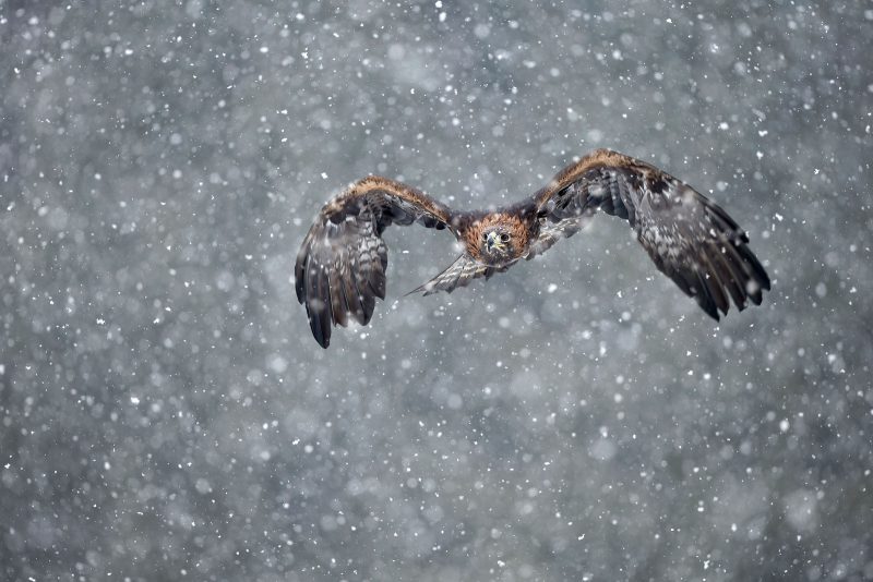 photographing wildlife in snow blizzard