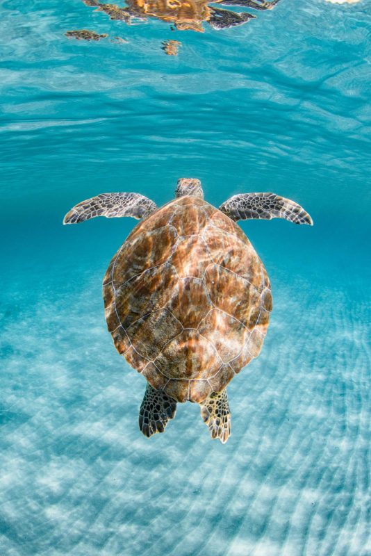 how to photograph turtles underwater