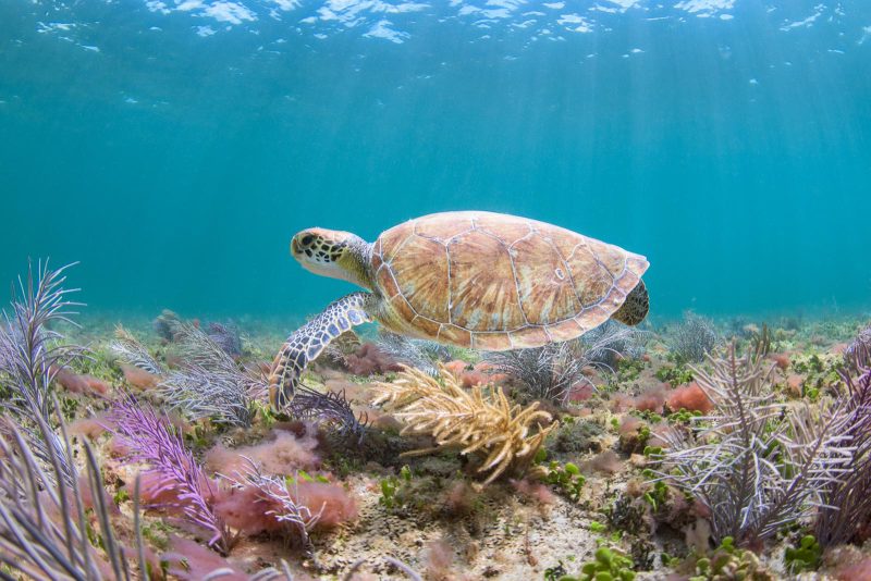 Photographing sea turtles underwater