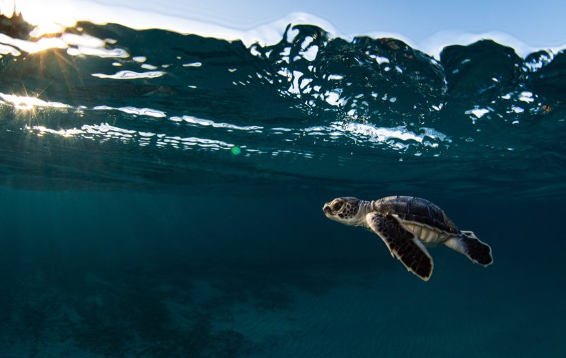 how to photograph sea turtles