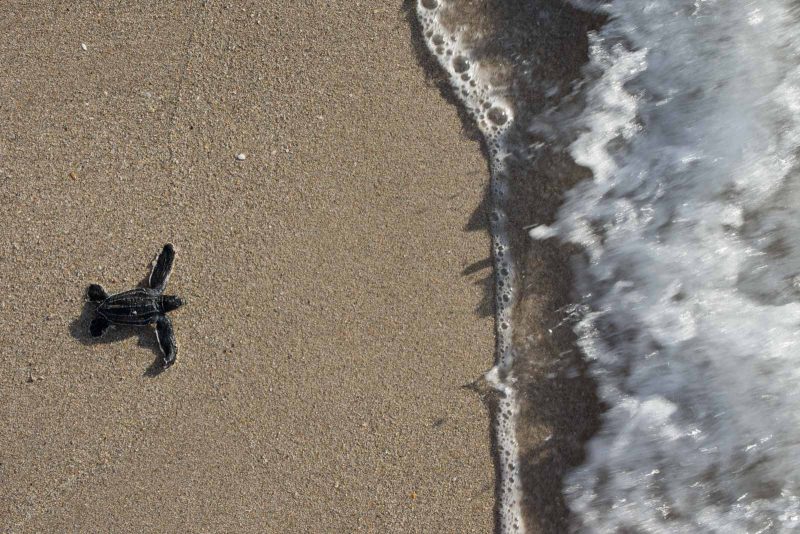 Turtle hatchling returning to sea photograph
