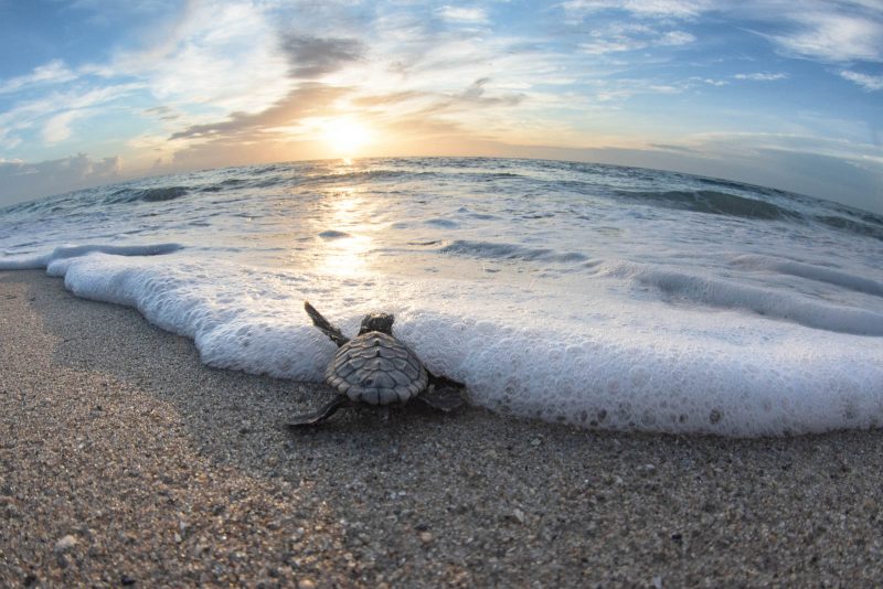 Sea turtle photography tips