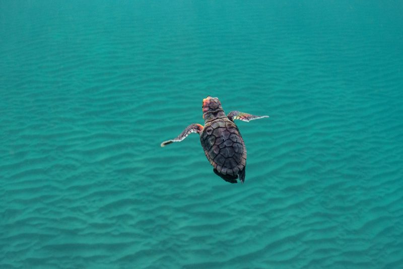 photographing baby sea turtles underwater