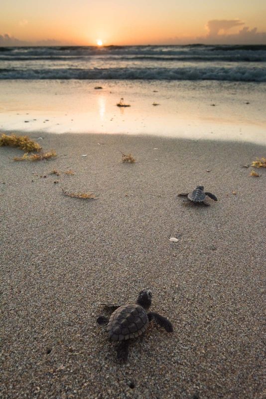 baby turtles going into ocean photograph