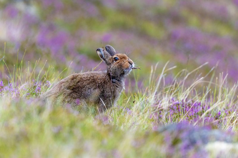 photographing hare in heather in scotland summer