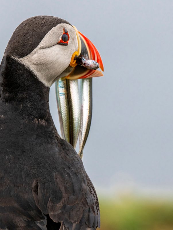 Puffin photography in Scotland