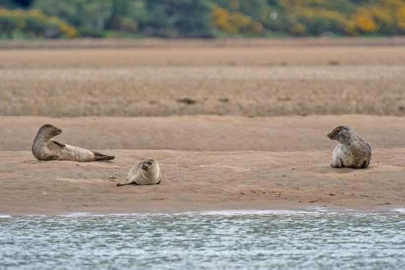 Photographing seals in scotland