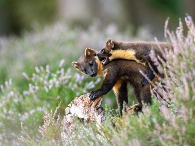 photographing pine martens in scotland