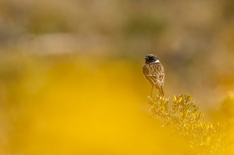 where to find and photograph wildlife in scottish highlands