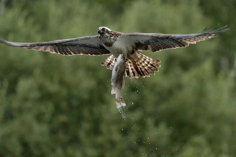 photograph of osprey with fish