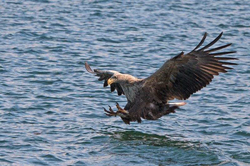 how to photograph sea eagles