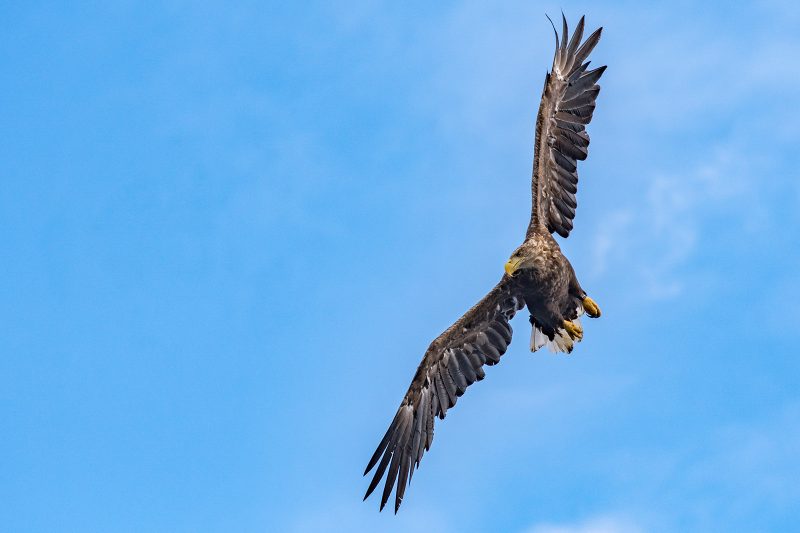 sea eagle photography tips