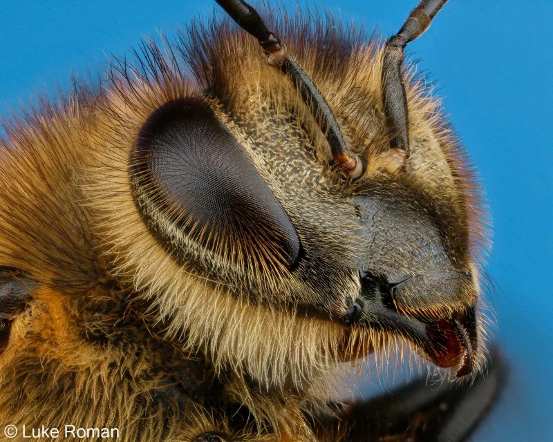 how to photostack for macro insect photography
