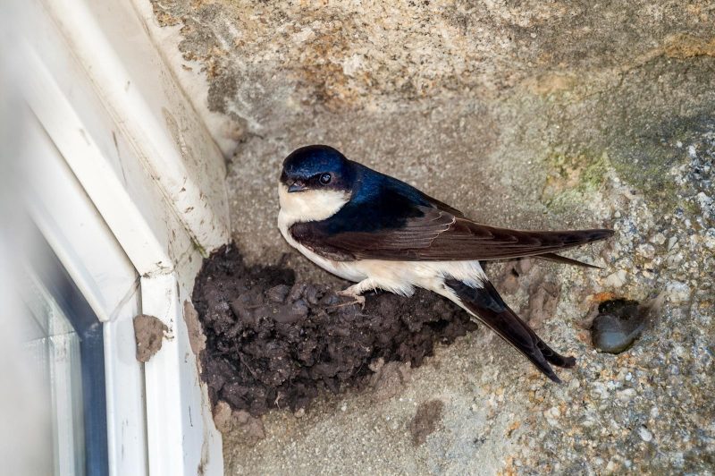 Photographing house martins, bird photography