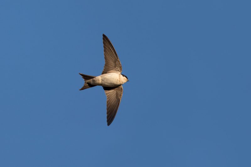 How to photograph a house Martin in flight