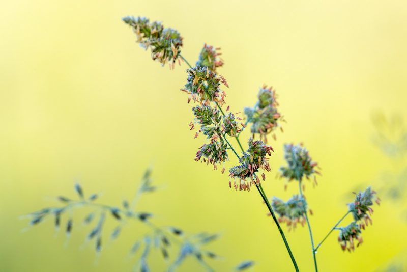 How to photograph grass in summer