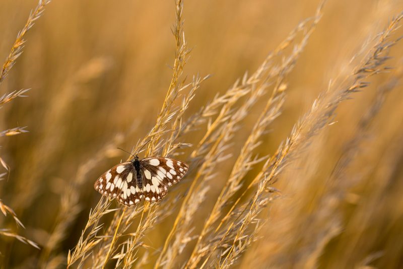 Photography tips for butterflies in summer