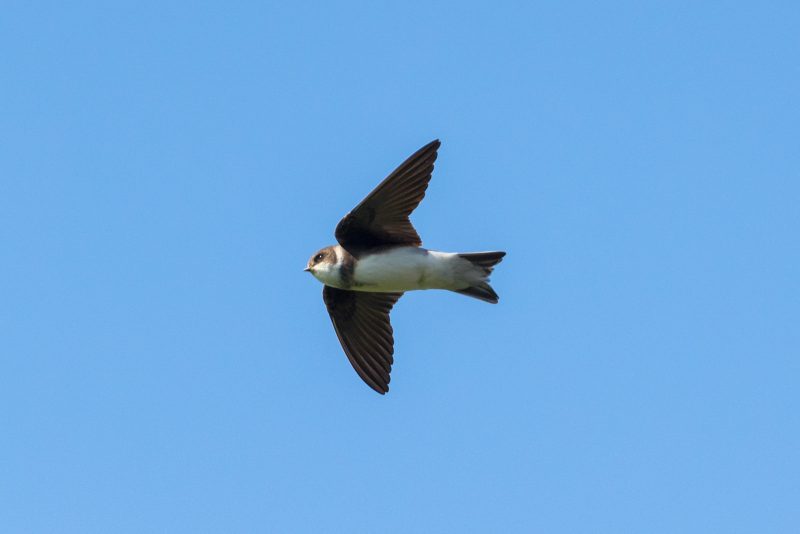 How to photograph a sand martin in flight