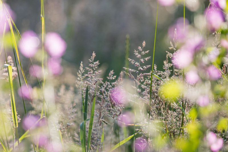 How to photograph grass in summer in the UK