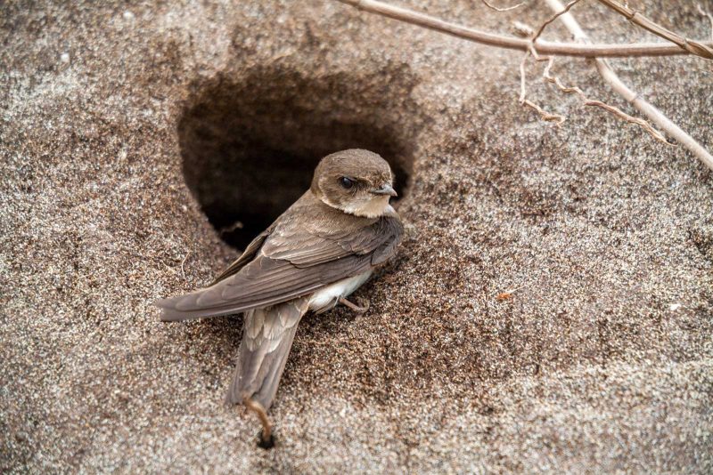 Photographing sand martins