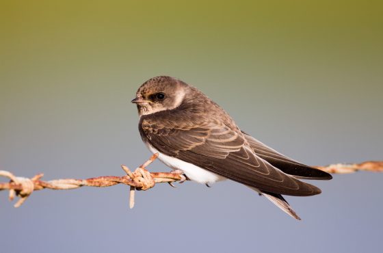how to photograph sand martins