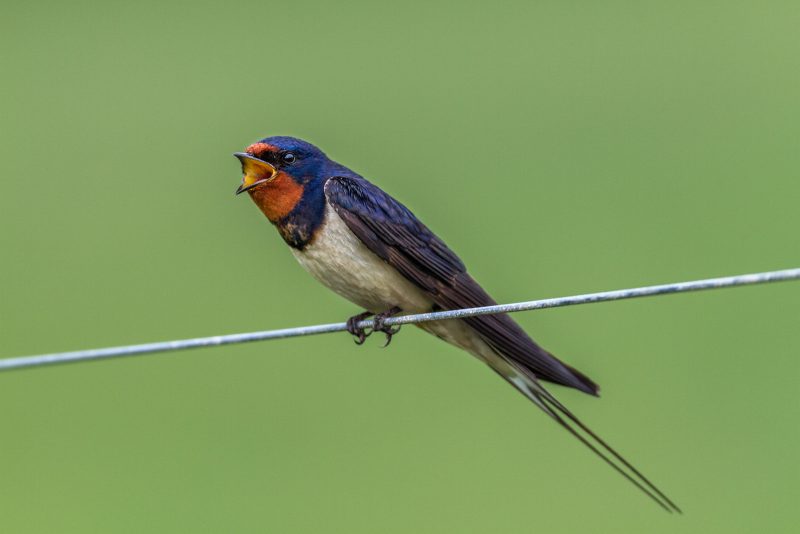 Identifying swallows in bird photography