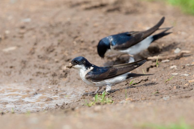 How to photograph house martins