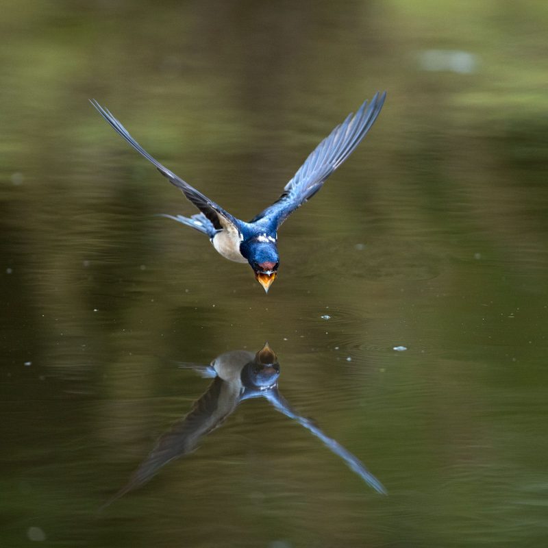 Photographing swallows in flight tips