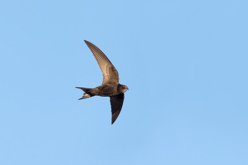 How to photograph swifts in flight