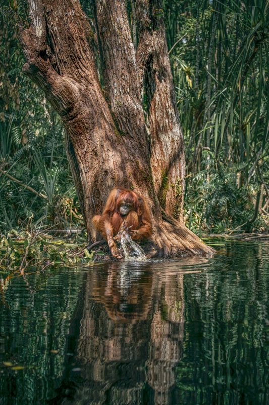 The Evidence Project orangutang