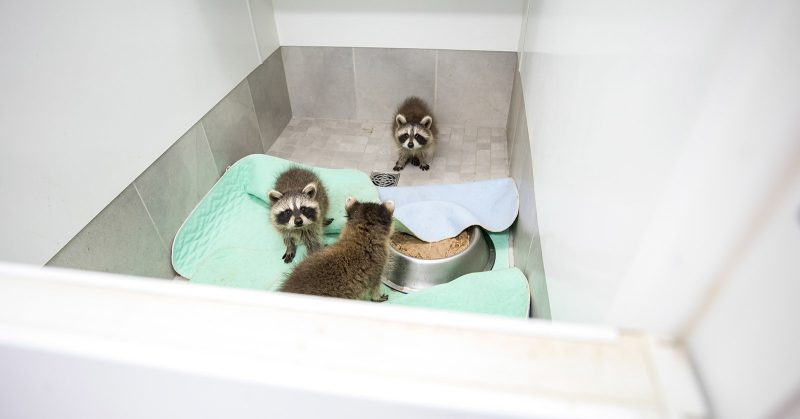 Racoons in wildlife rehabilitation photography behind the scenes