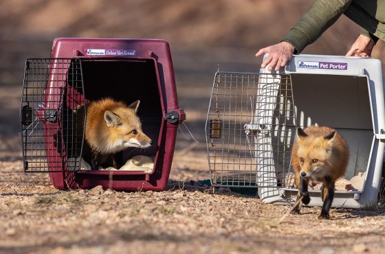 Red foxes being released back into the wild.