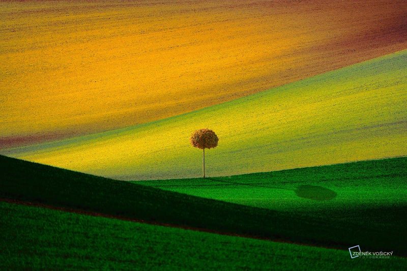 Lone tree landscape 'Solitary' by Zdenek Vosicky
