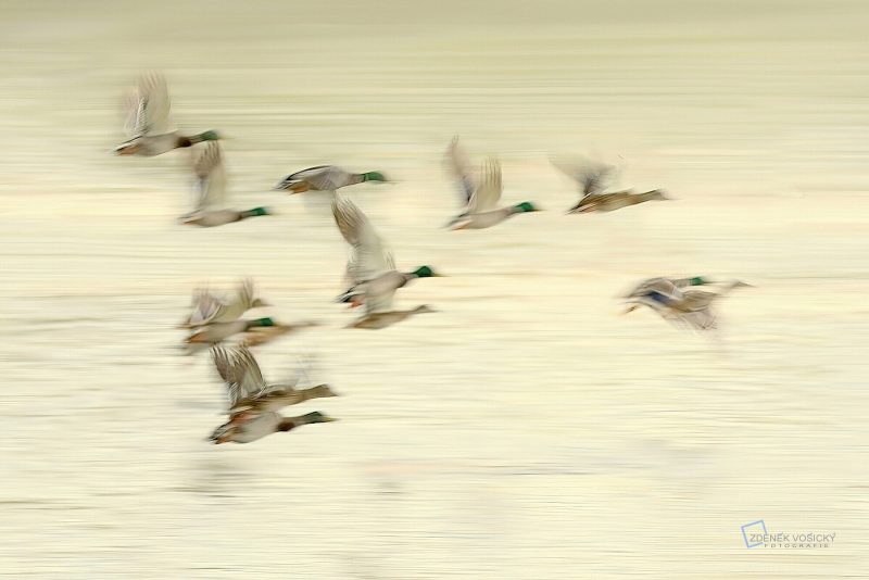 Mallards in flight photograph with motion blur.