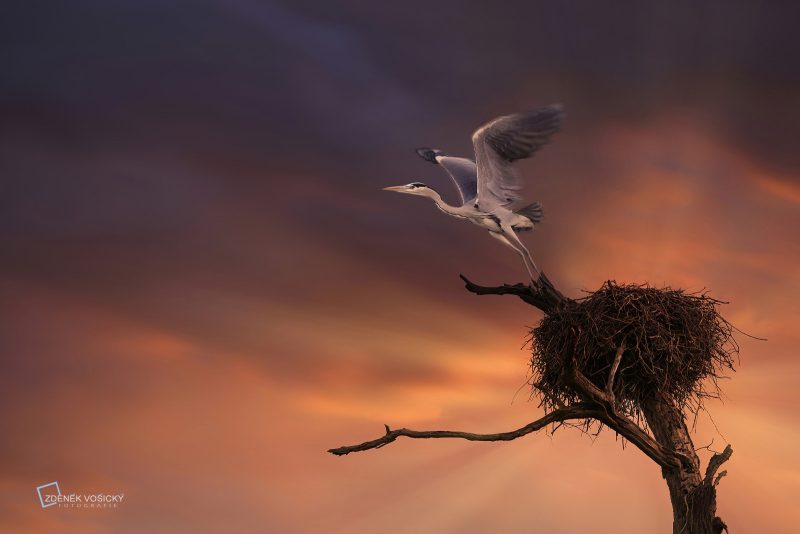Heron taking off from nest photograph by Zdenek Vosicky