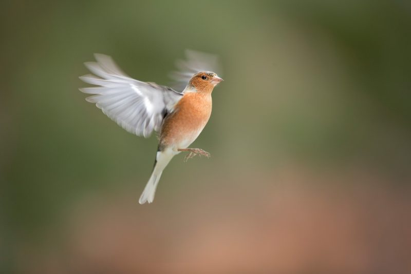 Photographing garden bird action shots wildlife photography