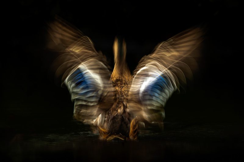 using motion blur in wildlife photography